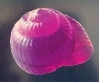 Giessform Schnecke
