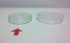 Petrischale Glas 80 x 15 mm